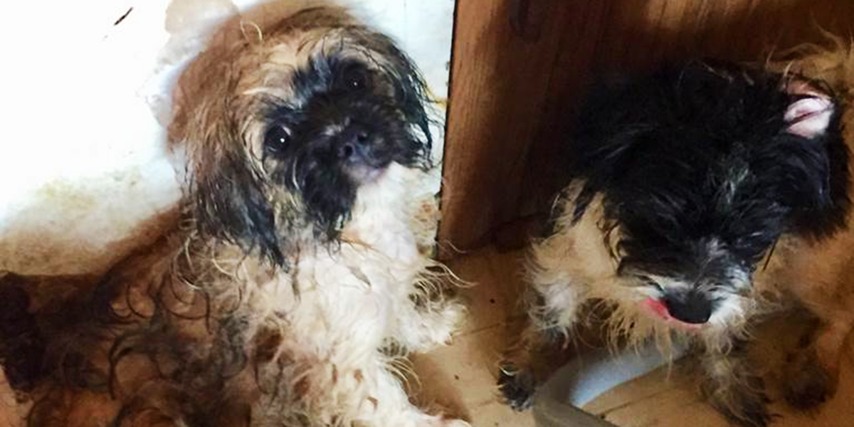 Aspca 33 Dogs Found Neglected In Tiny Apartment Milled