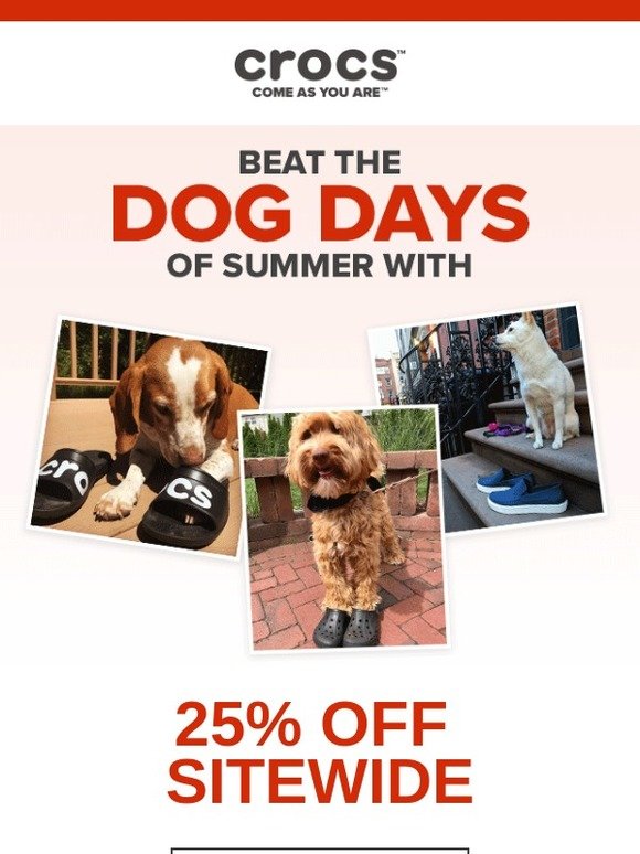 dog crocs for sale