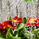 Overwatered Plants