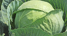 Vegetable