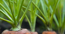 Vegetable