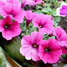 Self-Cleaning Plants