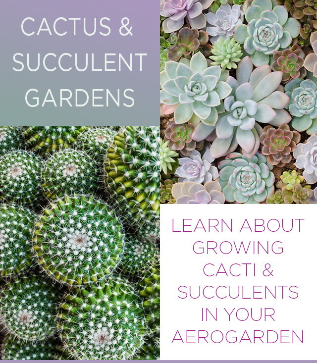 Succulent Garden