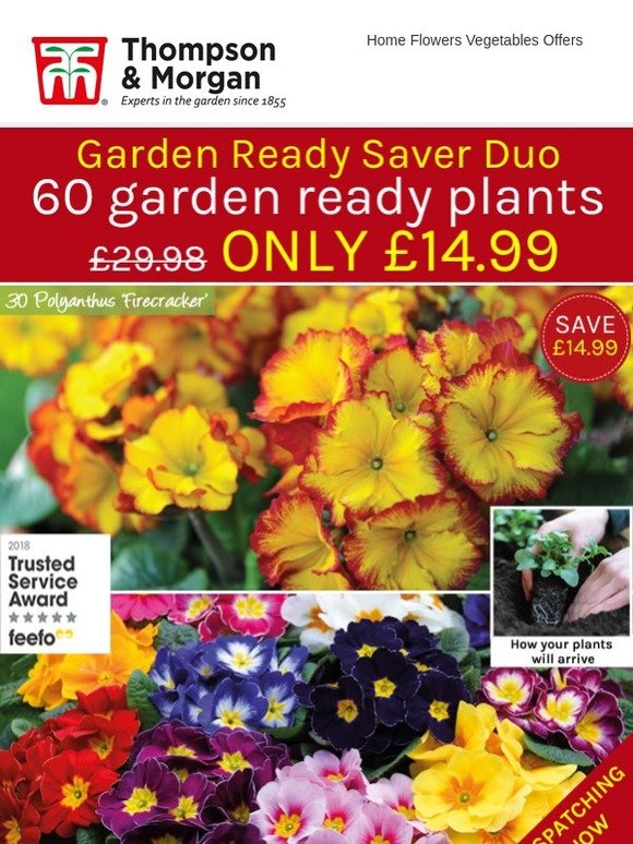 Thompson & Garden Ready Winter Plants Just 25p each! 48 HOURS
