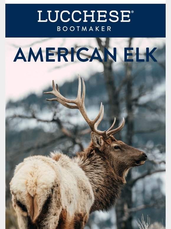 lucchese elk boots