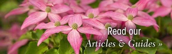 read our articles and guides