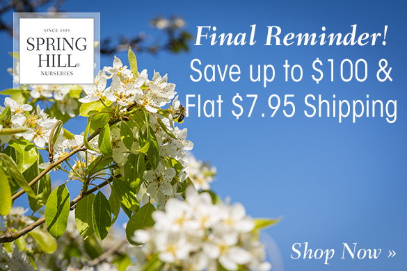 Spring Hill Nursery