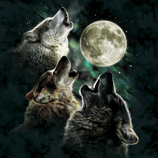 The Most EPIC Wolf Shirt Wednesday EVER 