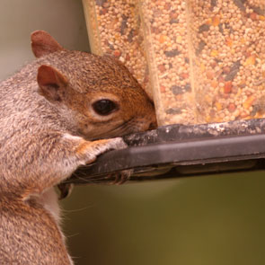 Menards SquirrelProof Your Bird Feeder Milled