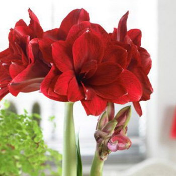 Double Dragon Amaryllis