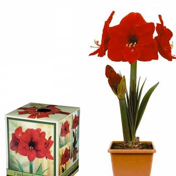 Red Lion Amaryllis Kit - Plastic Pot