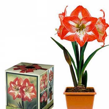 Minerva Amaryllis Kit - Plastic Pot