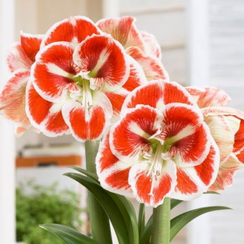 Shop All Amaryllis Bulbs