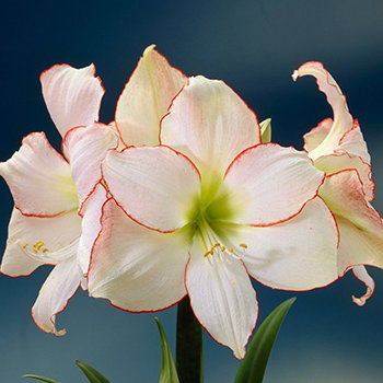 Picotee Dragon Amaryllis