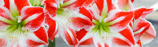 Plan Now For The Holidays - We Make Gift Giving Easy!