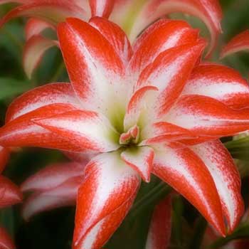 Splash Amaryllis