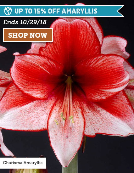 Up To 15% Off Amaryllis