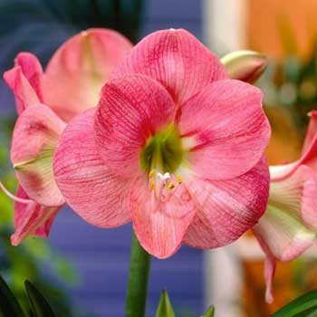 Susan Amaryllis