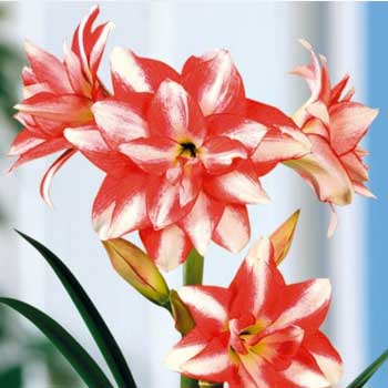 Exotic Peacock Amaryllis