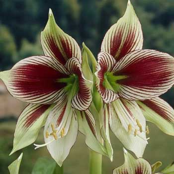 Papilio Amaryllis