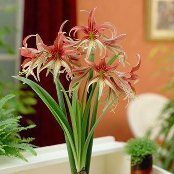 La Paz Amaryllis