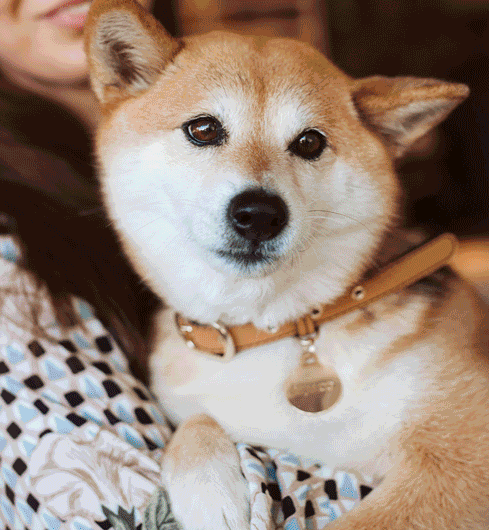 mimco dog collar