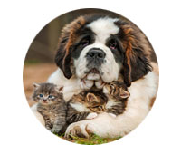 Shop Pet Clearance