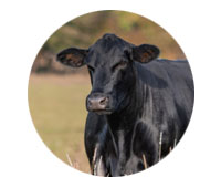 Shop Farm Clearance