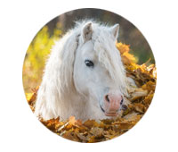 Shop Horse Clearance