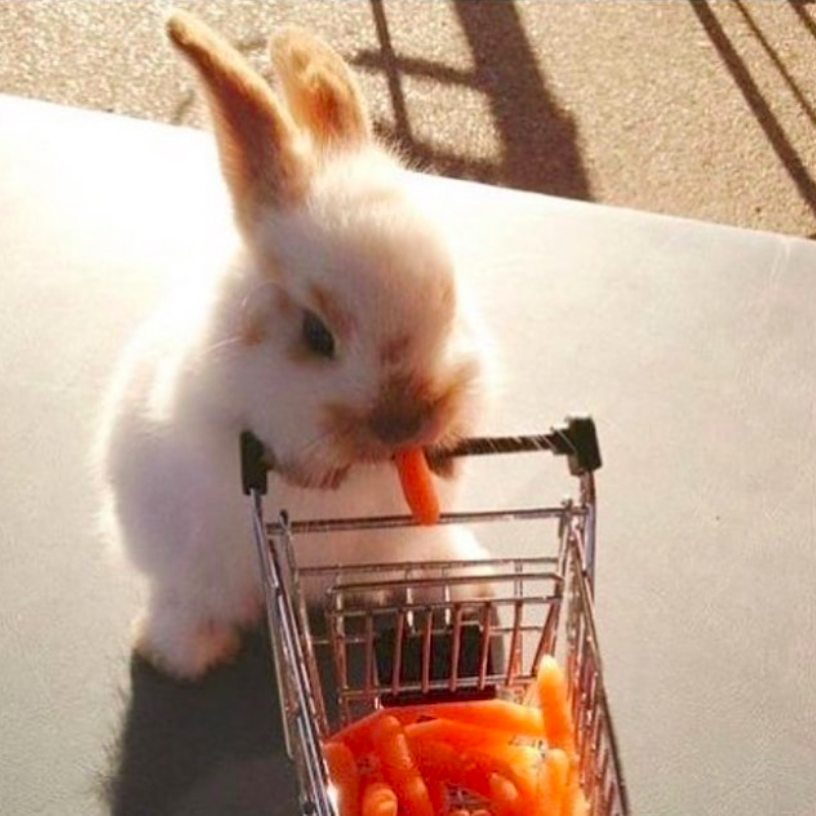 Bunny shopping for carrots