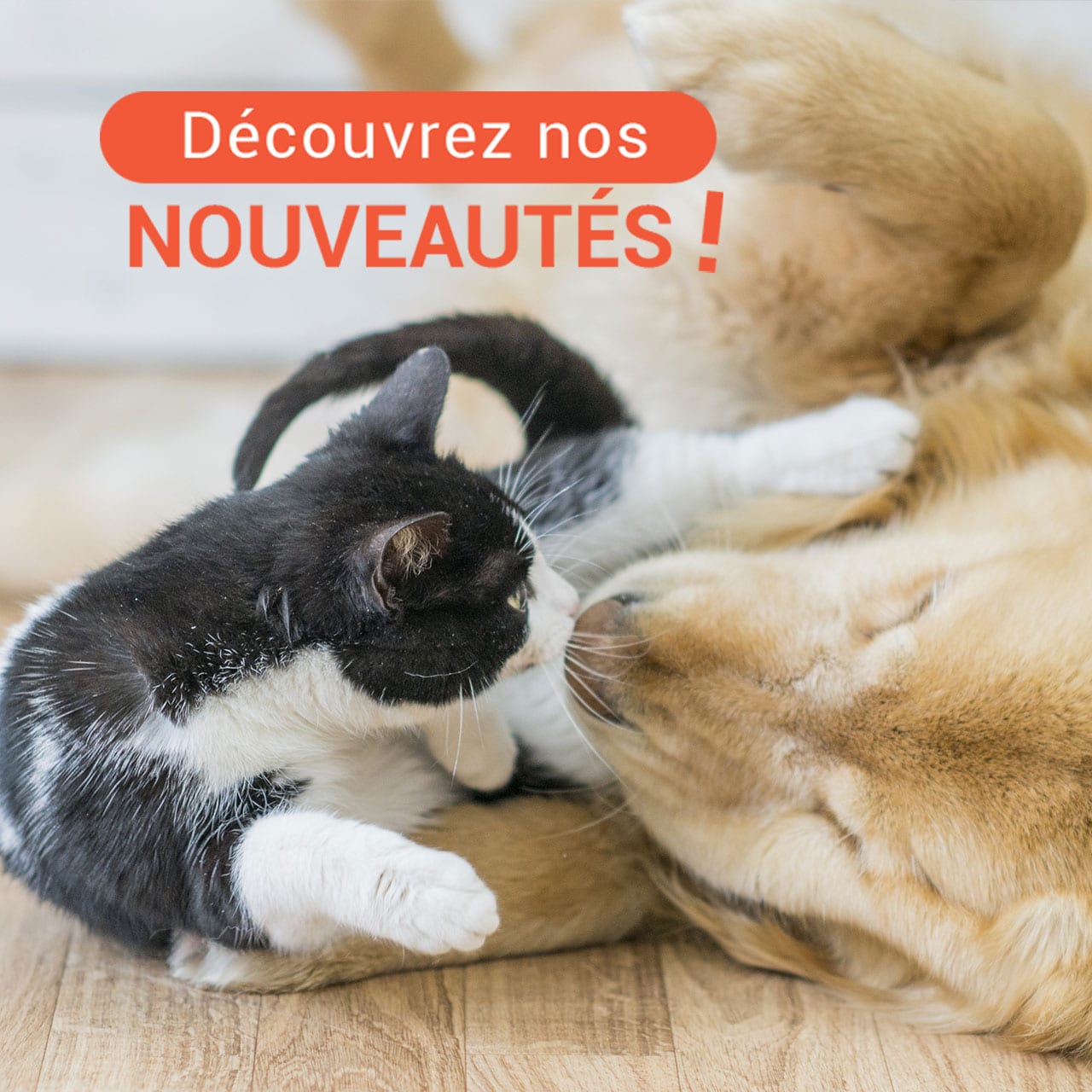 Croquetteland Faites le plein de nouveautés sur Croquetteland Milled