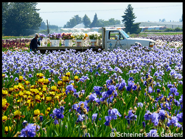 Schreiner's Iris Gardens: Happy New Year from Schreiner's Iris Gardens |  Milled