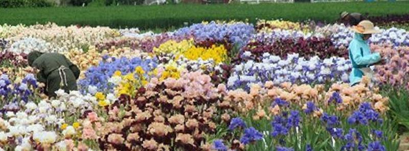 Schreiner's Iris Gardens: Introducing Our Newest Schreiner Family Hybrids!  | Milled