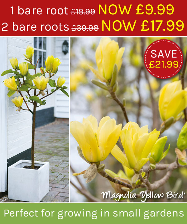 Thompson Morgan Brand New Magnolia Yellow Bird Only 9 99 Milled
