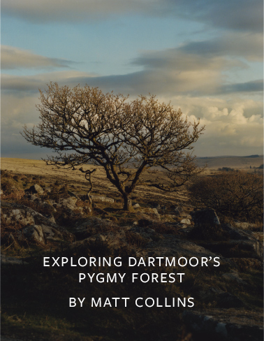 Dartmoor's Pygmy Forest