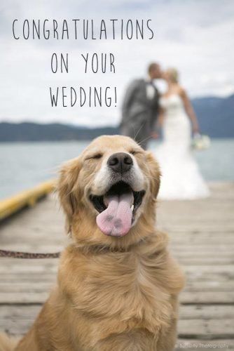 short wedding wishes funny animals