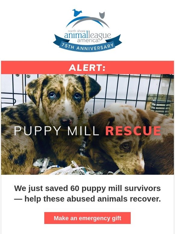 North Shore Animal League: Puppy Mill Rescue Alert: 60 victims arriving ...