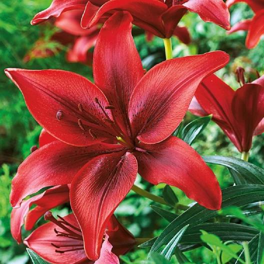 Eden Brothers Seed Company Reserve Your Lilies Today All Varieties 20 Off Now Milled