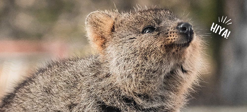 Who Gives a Crap: 6 of the world's most underrated animals 😍🦊 | Milled Who Gives a Crap: 6 of the world's most underrated animals 😍🦊 | Milled