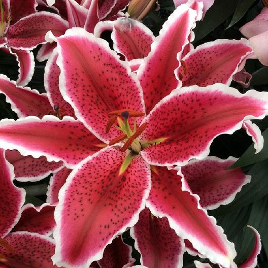 Lily Starlette Flowers Near Me 10 Bulbs Rare Blue Lily Flowers Bulbs