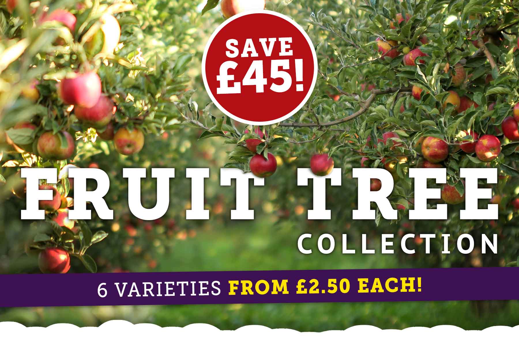 Patio Fruit Tree Collection - Buy Minature Patio Fruit Trees Collection J Parkers / Patio fruit trees can grow delicious fruit in small of spaces.