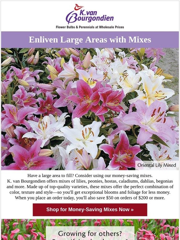 kvan bourgondien coupon