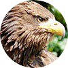 Seeadler