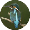 Eisvogel