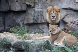 Abu Dhabi: 1 Night with Zoo Tickets