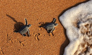 Oman: 1 or 2 Nights with Turtle Viewing