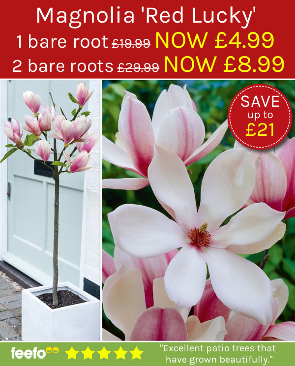 magnolia red lucky patio standard