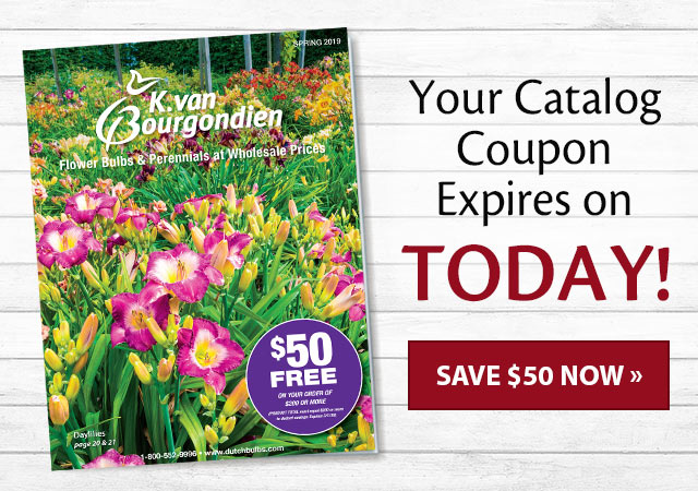 kvan bourgondien coupon