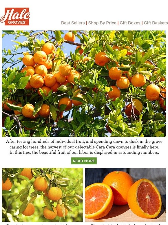 Hale Groves A Look Inside the Groves March Hale Groves Update Milled