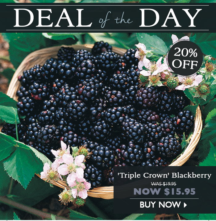 DEAL of the DAY - 'Triple Crown' Blackberry - 20% Off - NOW $15.95 - BUY NOW